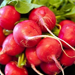 Radieschen