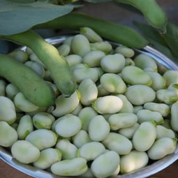 Saubohne
