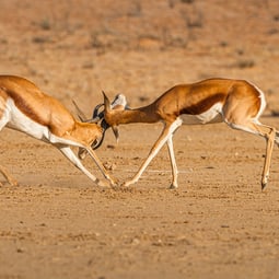 Fight