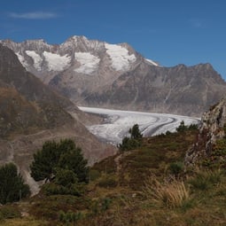 Atemberaubende Aussicht: Aletschwald mit dem Aletschgletscher