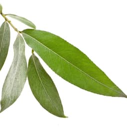 Salix alba