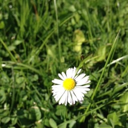 Schauen Sie zu sich, wenn die Blüte noch in voller Pracht steht.