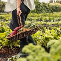 Schweizer Superfood: Gut für die Gesundheit und die Umwelt