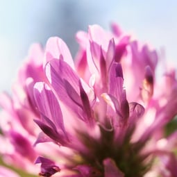 Rotkleeblüte