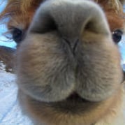 Was guckst du? Lamas sind ideale Begleiter.