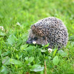 Igel in ihrer natürlichen Umgebung.