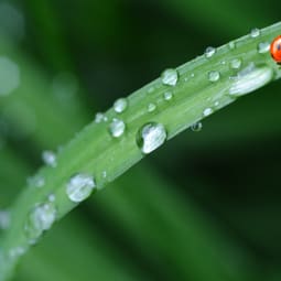 Wassertropfen