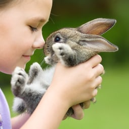 Wie halte ich Kaninchen richtig?