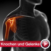 Knochen Gelenke