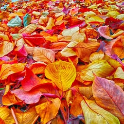 Aus Herbstlaub können tolle Basteleien entstehen