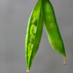Erbsen