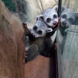 Krabbenwaschbär im Papiliorama