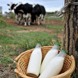 Von welcher Kuh ist diese Milch?