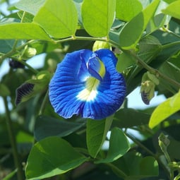 Wunderbare, blaue Blüten. 