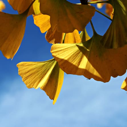 Ginko