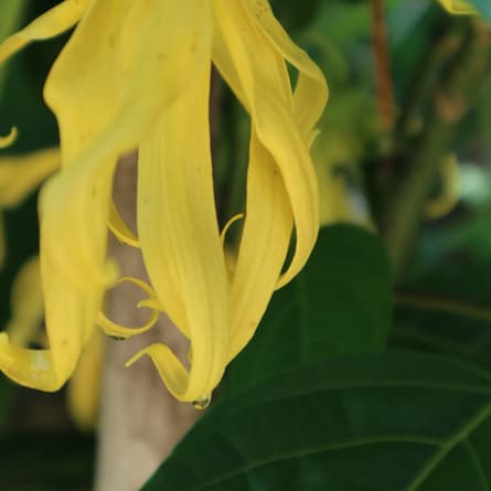 Die Ylang-Ylang-Blüte in schönem Gelb