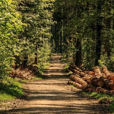 Wald im Sommer