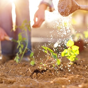 Sommerzeit ist Gartenzeit 