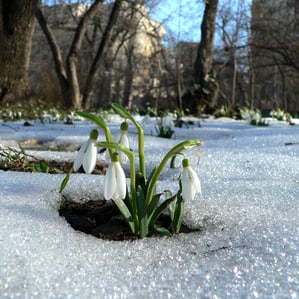 Wenn's im Frühling nochmal kalt wird: Einer alten Regel gemäss passiert es vom 11. bis 15. Mai.