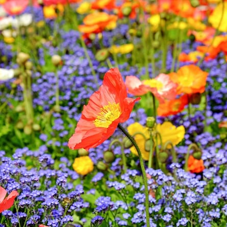 Blumenwiese