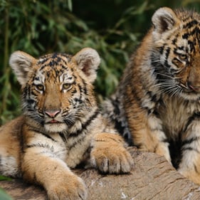 Herziger Nachwuchs im Züri-Zoo