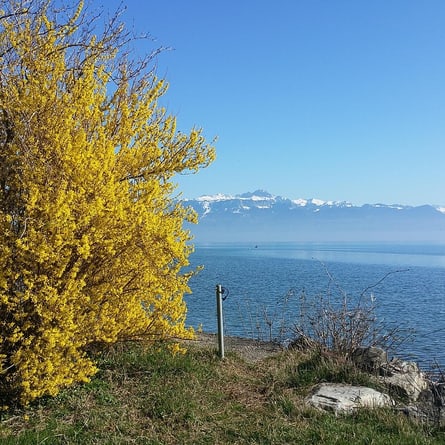 Genfersee