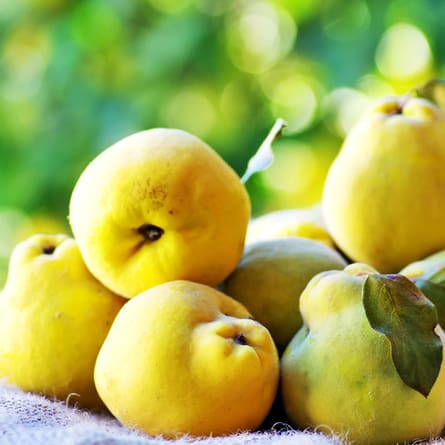 Quitte - eine besondere Frucht im Spätsommer/Herbst