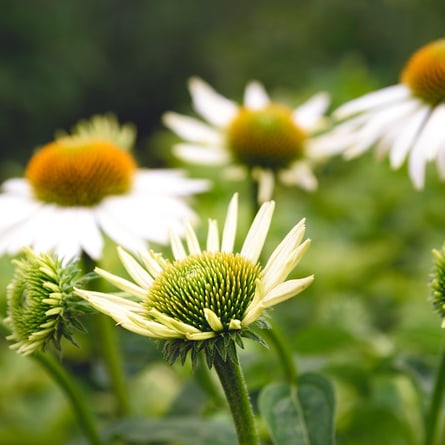 Blumen