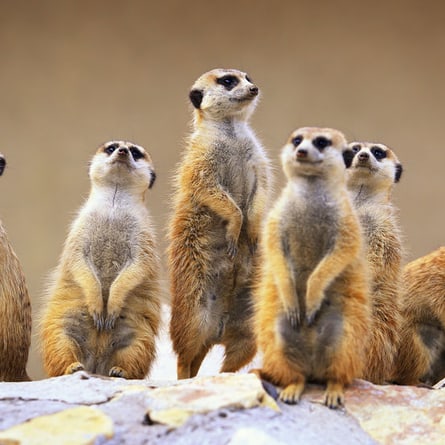 Erdmännchen und weitere 14 Tierarten leben in der Lewa Savanne im Zoo Zürich