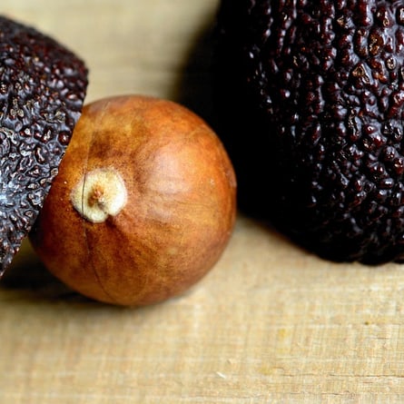 Avocadokern Avocadokern