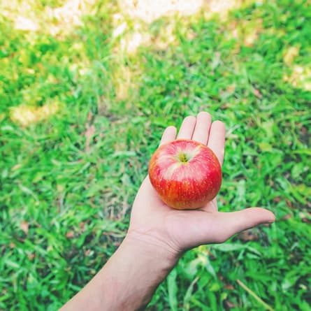 Im MoMö dreht sich vieles um den Apfel.