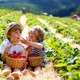 Beeren selber pflücken ist ein Erlebnis für die ganze Familie