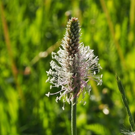 Spitz steht er auf der Wiese.