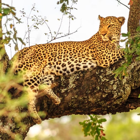 auch Leoparden leben im Dählhölzli