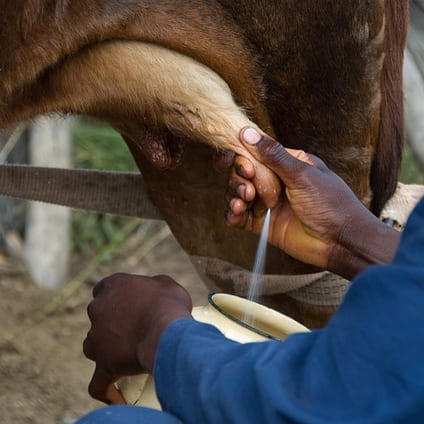 Wo kommt die Milch her?