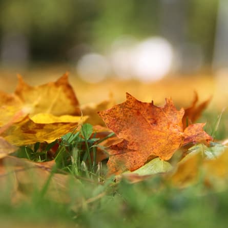 Herbstblätter