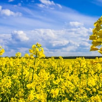 Gesund - wenn das Richtige gewählt wird