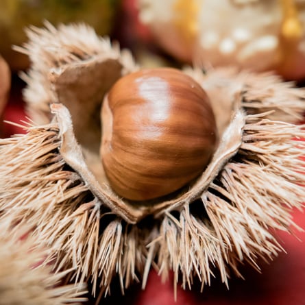 Marroni Marroni
