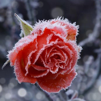 Gartenfans können bereits im Januar loslegen