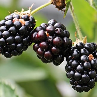 Mmmh, pralle Brombeeren ...