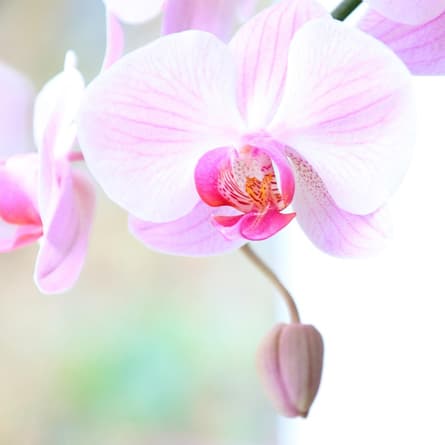 Orchidee