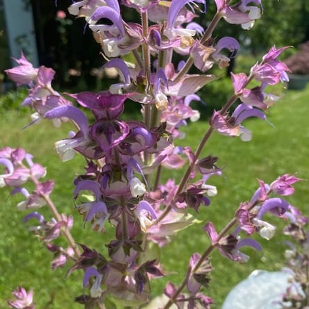 Wiesensalbei mit seinen wunderbaren Blüten. 