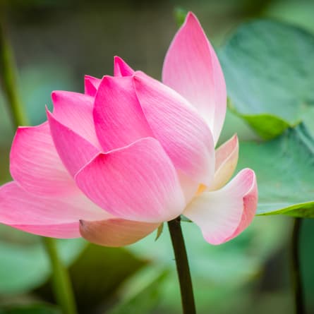 Aufgehende Blume