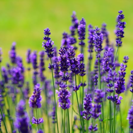 Lavendel Lavendel