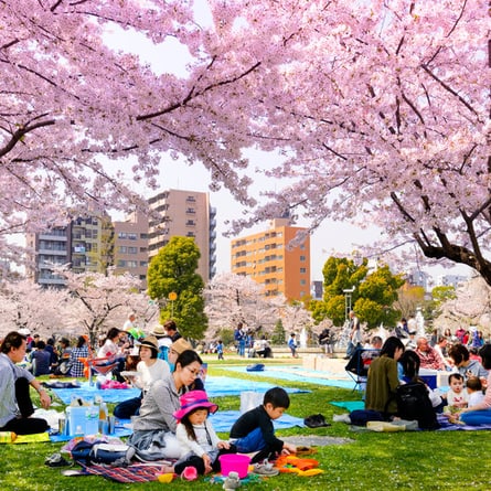 Hanami in einem Park in Tokyo