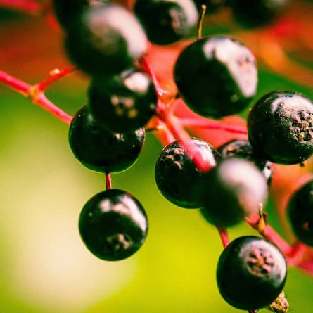 Holunderbeeren