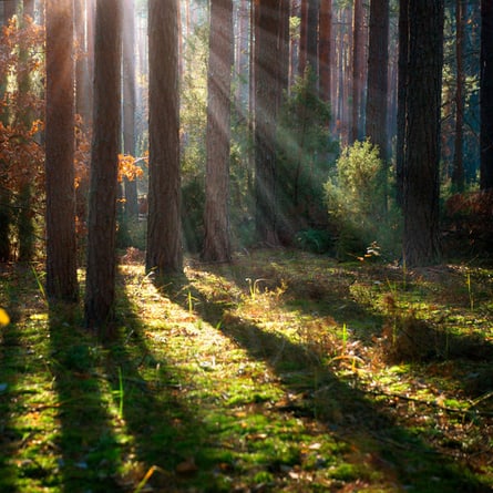 Der Wald ein Kraftort für Gross und Klein