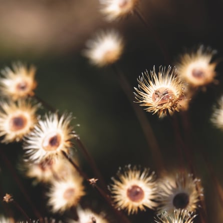 Blumen