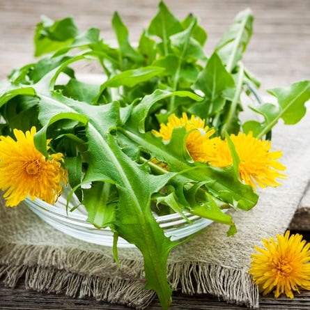 Taraxacum officinale: nicht nur ein Unkraut.