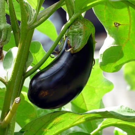 Aubergine 